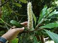 White Silky Oak